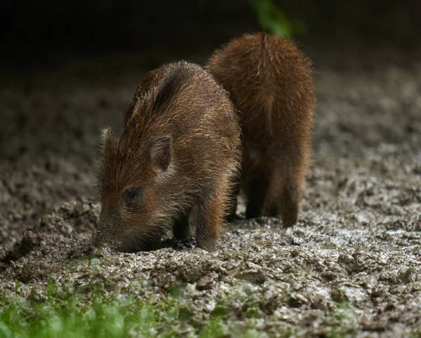 Sekumpulan Babi Liar Yang Sedang Hujan Berakar Dalam Lumpur Hutan — Stok Foto