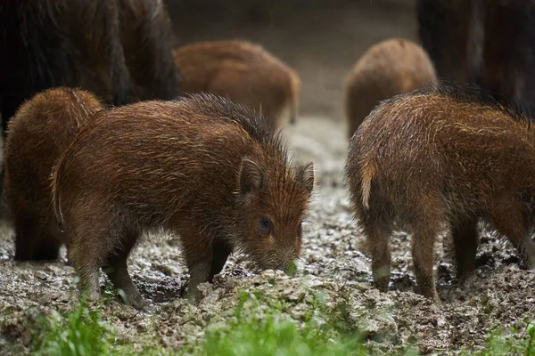 森の泥の中で日没後に発根し 雨の中ですべての年齢の野生の豚 野生の豚の群れ — ストック写真