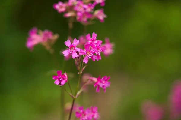 森林边盛开的粉红色野花的遮掩 — 图库照片