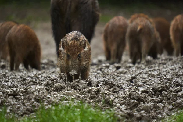 Rebanho Porcos Selvagens Chuva Enraizando Lama Floresta Após Pôr Sol — Fotografia de Stock