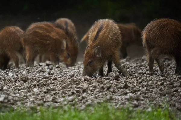 日落时分 一群野猪在雨中吃着小猪 在森林的泥泞中生根 — 图库照片