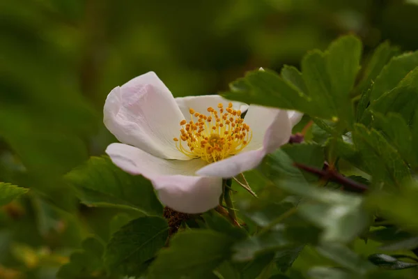 Zbliżenie Różowego Kwiatu Krzaku Pustyni — Zdjęcie stockowe