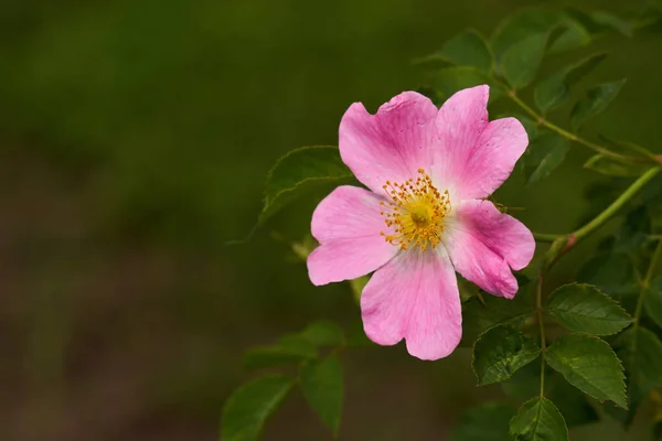 Closeup Pink Briar Flower Bush Wilderness — Stock Photo, Image