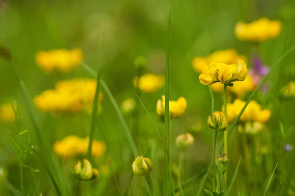 Крупный План Маленьких Диких Желтых Цветов Поле Сельской Местности — стоковое фото