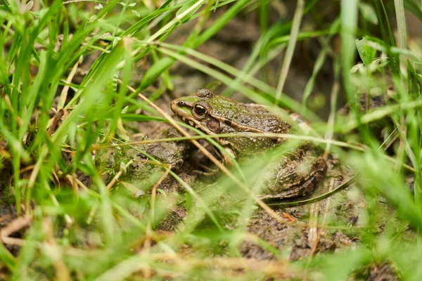 Nahaufnahme Eines Kleinen Grün Braunen Frosches Gras — Stockfoto