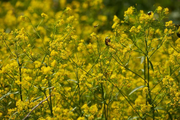 Nahaufnahme Kleiner Wilder Gelber Blumen Auf Einem Feld Der Landschaft — Stockfoto