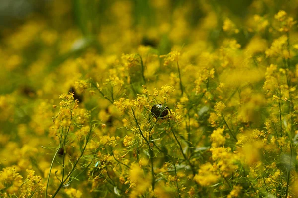 Closeup Small Wild Yellow Flowers Field Countryside — Stock Photo, Image
