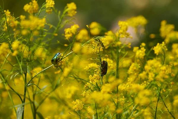 Крупный План Маленьких Диких Желтых Цветов Поле Сельской Местности — стоковое фото