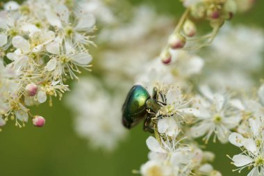Parlak yeşil böcek çayırdaki beyaz çiçeklerle besleniyor.