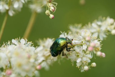 Parlak yeşil böcek çayırdaki beyaz çiçeklerle besleniyor.