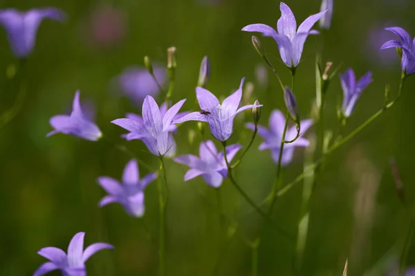 Маленькие Голубые Дикие Цветы Горах Крупный План — стоковое фото