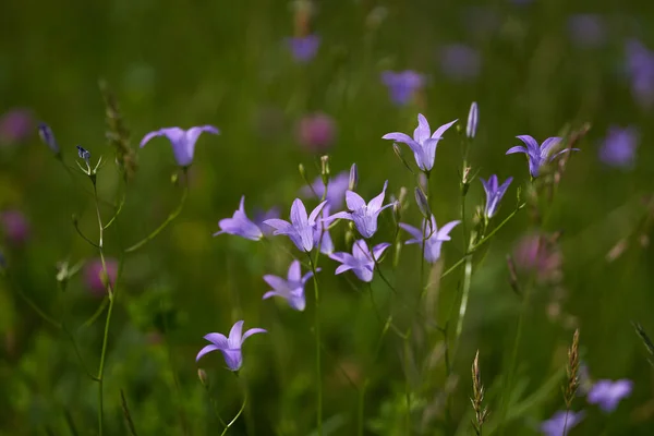 山の中で小さな青い野生の花 クローズアップ撮影 — ストック写真