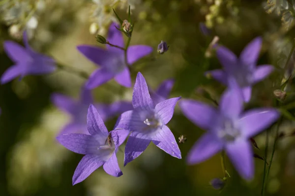 Petites Fleurs Sauvages Bleues Dans Les Montagnes Gros Plan — Photo