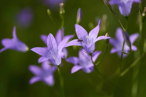 Små Blå Vilda Blommor Bergen Närbild Skott — Stockfoto