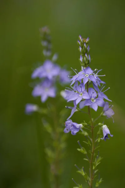 Flores Silvestres Azules Las Montañas Primer Plano —  Fotos de Stock