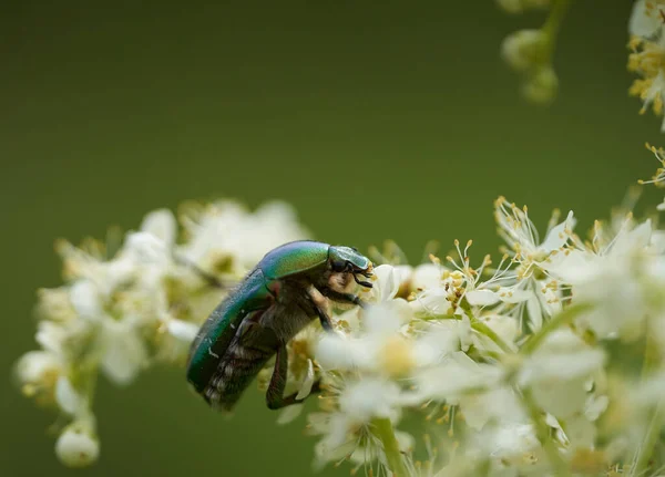 Glänsande Grön Insekt Livnär Sig Vita Blommor Äng — Stockfoto