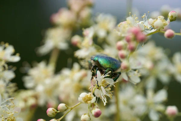 Glänzend Grüne Käfer Fressen Weiße Blumen Auf Einer Wiese — Stockfoto