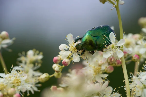 牧草地で白い花に光沢のある緑の虫の給餌 — ストック写真