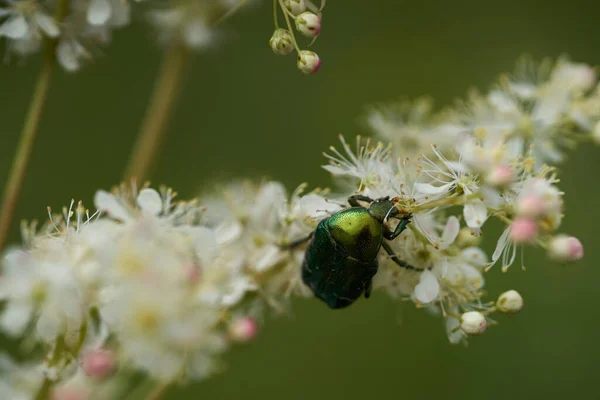 Glänsande Grön Insekt Livnär Sig Vita Blommor Äng — Stockfoto