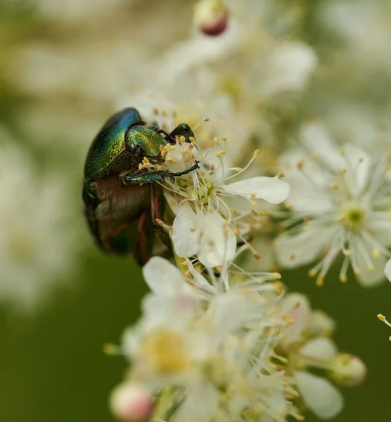 Bug Verde Brilhante Alimentando Flores Brancas Prado — Fotografia de Stock