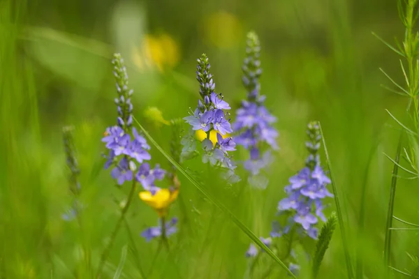 Petites Fleurs Sauvages Bleues Dans Les Montagnes Gros Plan — Photo