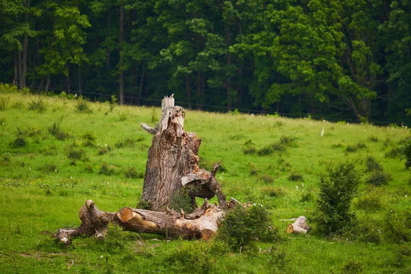 在一片草地上被风暴吹倒的百年老橡树 — 图库照片