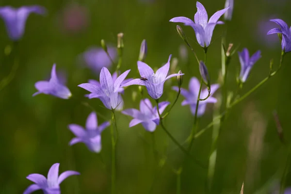 山の中で小さな青い野生の花 クローズアップ撮影 ロイヤリティフリーのストック画像