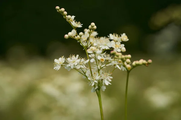 Крупним Планом Маленькі Білі Квіти Лузі Пустелі — стокове фото