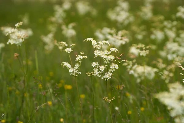Closeup Small White Flowers Meadow Wilderness — Stock Photo, Image