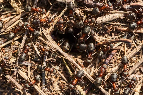Pendekatan Sarang Semut Merah Hitam Yang Berkerumun — Stok Foto