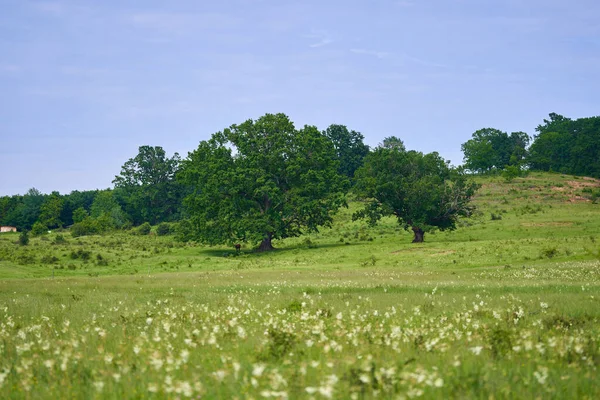 Landschap Met Eeuwenoude Eikenbomen Een Weiland Met Witte Wilde Bloemen — Stockfoto