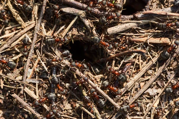 黑色红蚂蚁成群结队地筑巢 — 图库照片