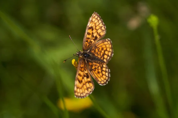 Piccola Farfalla Nera Gialla Che Nutre Fiore Giallo Selvatico Macro — Foto Stock