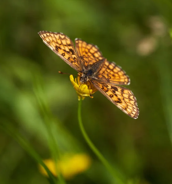 Маленькая Желтая Черная Бабочка Питающаяся Диким Желтым Цветком Макроснимок — стоковое фото