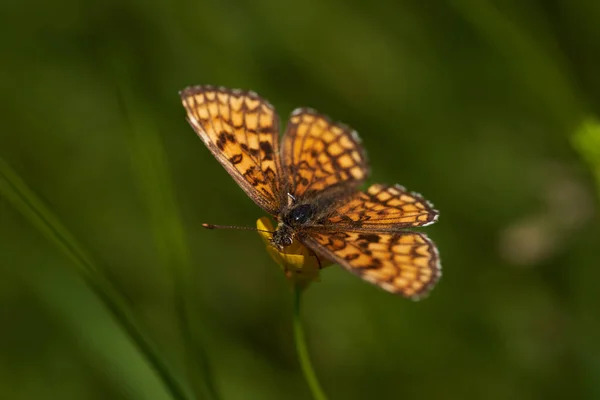 Piccola Farfalla Nera Gialla Che Nutre Fiore Giallo Selvatico Macro — Foto Stock