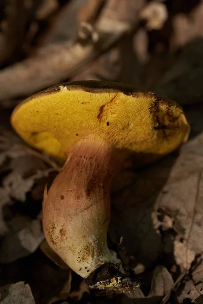 悪魔のBolete Boletusサタナス 森の中の有毒キノコ クローズアップショット — ストック写真