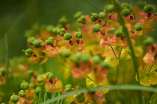 Primer Plano Pequeñas Flores Amarillas Silvestres Campo Campo —  Fotos de Stock