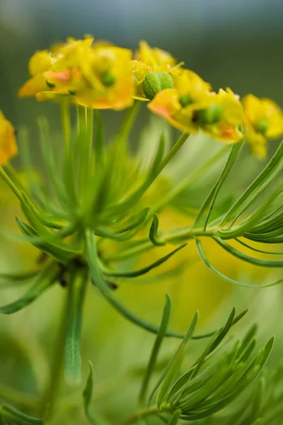 Close Van Kleine Wilde Gele Bloemen Een Veld Het Platteland — Stockfoto