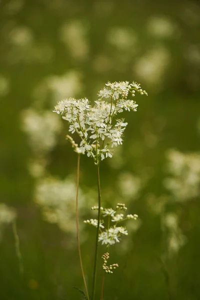 Kis Fehér Virágok Közelsége Egy Réten Vadonban — Stock Fotó