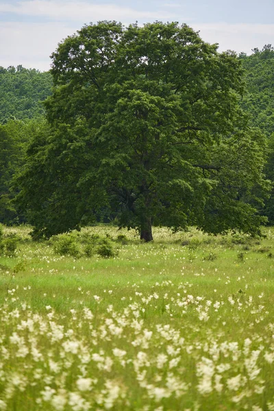 Величезне Дубове Дерево Перед Лісом Лузі Білими Дикими Квітами — стокове фото
