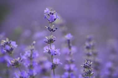 Yazın bir tarlada olgun bir lavanta çalısı.