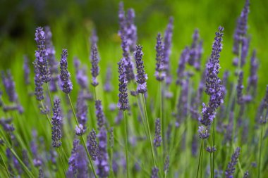 Yazın bir tarlada olgun bir lavanta çalısı.