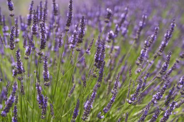 Yazın bir tarlada olgun bir lavanta çalısı.