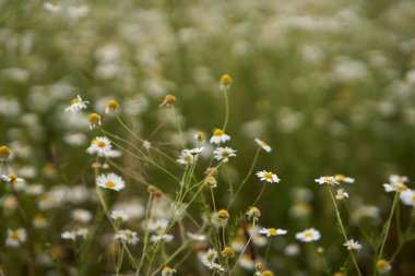 Bir tarlada papatya çiçekleri.
