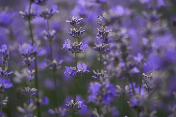 Närbild Mogen Lavendelbuske Ett Fält Sommaren — Stockfoto