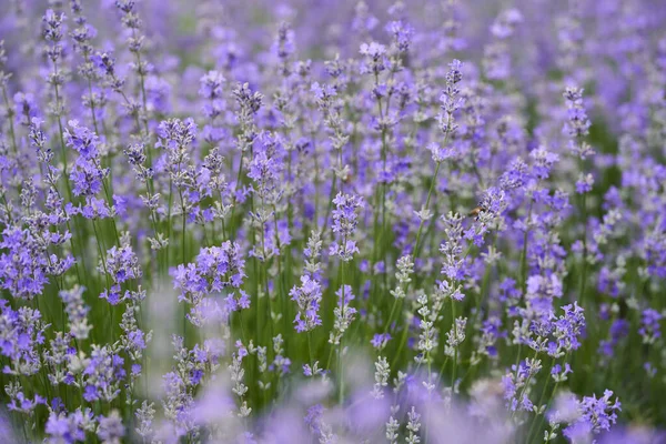 Closeup Ripe Lavender Bush Field Summer — Stock Photo, Image