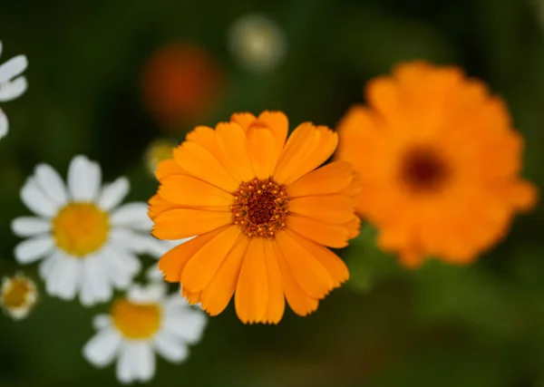 Zbliżenie Pięknych Kwiatów Nagietka Ogrodzie — Zdjęcie stockowe