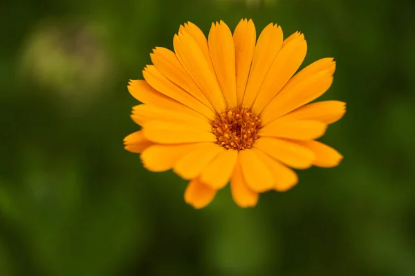 Bahçedeki Kadife Çiçeklerinin Yakınına — Stok fotoğraf
