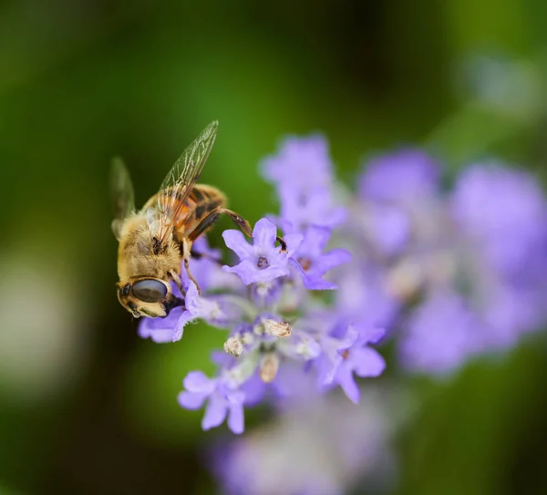 蜂は紫色のラベンダーの花を受粉し クローズアップ撮影 — ストック写真