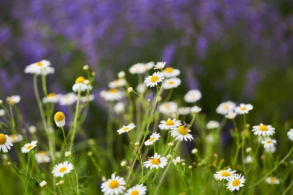 Closeup Wild Chamomile Flowers Field — Stock Photo, Image
